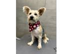 Adopt Romeo a Terrier, Mixed Breed