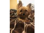 Adopt Liberty a Yorkshire Terrier