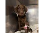 Adopt Hershey Smooches a Chocolate Labrador Retriever