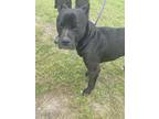 Adopt ANUBIS a Pit Bull Terrier, Mixed Breed