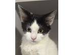 Adopt V a Domestic Short Hair