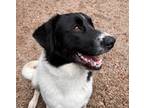 Adopt Zeppelin ATX a Great Pyrenees