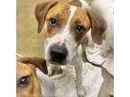 Adopt Rusty a Hound, Mixed Breed