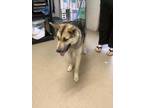 Adopt Dion a Husky, Mixed Breed