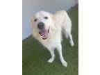 Adopt Bradley a Great Pyrenees, Mixed Breed