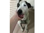 Adopt Shorty a Plott Hound, Husky