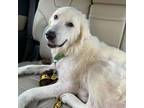 Adopt 55899259 a Great Pyrenees, Mixed Breed
