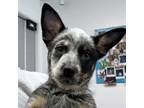 Adopt Bandit a Cattle Dog, Mixed Breed