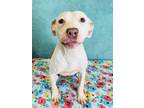 Adopt Cup of Noodles a Pit Bull Terrier, Mixed Breed