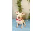 Adopt Cup of Noodles a Pit Bull Terrier, Mixed Breed