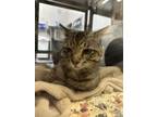 Adopt Tommy a Domestic Short Hair