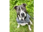 Adopt Jagger a Terrier, Mixed Breed