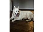 Adopt MALEFICIENT a Siberian Husky