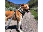 Adopt Copper (Lassie) a Border Collie