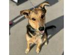 Adopt Kelso a Mixed Breed, Shepherd