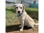 Adopt Lucky a Beagle, Labrador Retriever