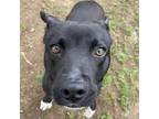Adopt Tater a Pit Bull Terrier