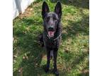 Adopt Flint a German Shepherd Dog