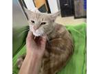 Adopt Mocha a Domestic Short Hair