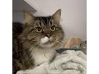 Adopt Jacques a Domestic Medium Hair