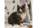 Adopt Francois a Domestic Medium Hair