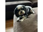 Adopt Max a Cockapoo