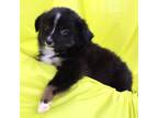 Miniature Australian Shepherd Puppy for sale in Bells, TX, USA