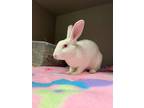 Adopt 2405-0903 Toulouse a Bunny Rabbit