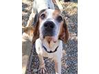 Adopt Boomhauer a Treeing Walker Coonhound, Mixed Breed