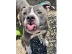 Adopt Quill a Pit Bull Terrier, Mixed Breed