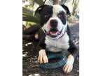 Adopt Tony in Richmond VA a Pit Bull Terrier