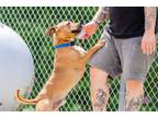 Adopt Brew in Powhatan VA a Pit Bull Terrier