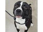 Adopt Ludo a Pit Bull Terrier