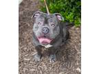 Adopt Bruno Mars a Pit Bull Terrier