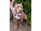 Adopt Kendrick a Pit Bull Terrier