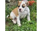 Olde Bulldog Puppy for sale in Wrightsville, PA, USA