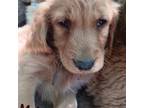 Golden Retriever Puppy for sale in Verona, MO, USA