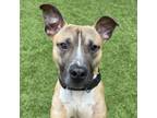 Adopt Peter a Black Mouth Cur, Mixed Breed