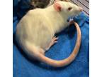 Adopt Rat Alden a Rat