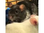 Adopt Rat Damon a Rat