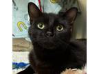 Adopt Wolverine a Domestic Short Hair