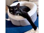 Adopt Levi - Available from Foster a Domestic Short Hair