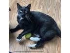 Adopt Levi - Available from Foster a Domestic Short Hair