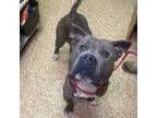 Adopt Frost a Pit Bull Terrier
