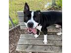 Adopt Ollie a Pit Bull Terrier, Mixed Breed