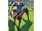 Adopt Yukon a Pit Bull Terrier, Mixed Breed