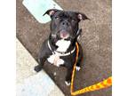 Adopt Danny Phantom a Boxer, American Staffordshire Terrier
