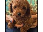 Poodle (Toy) Puppy for sale in Lakeland, FL, USA