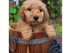 Velvet miniature goldendoodle