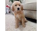 Golden Retriever Puppy for sale in Nappanee, IN, USA